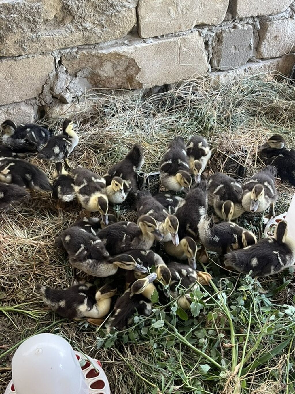 Hamıya salam.1 aylıq lal ördək balaları satılır.Qiyməti 7 manat.Ünvan
