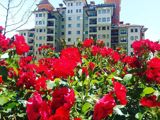 Satılır 5 otaqlı yeni tikili 305 m² — Ehmed