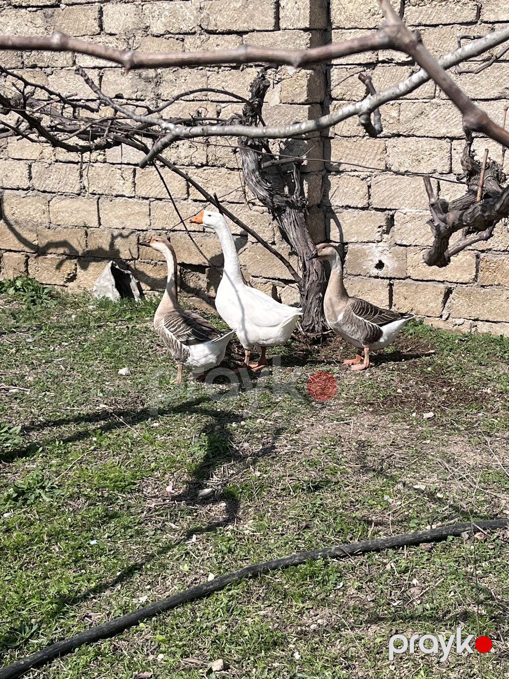 3 ədəd linda qazı satılır yumurtalıq və ətlik olarağ süper heyvanlardı — Heyvanlar, Digah (2)