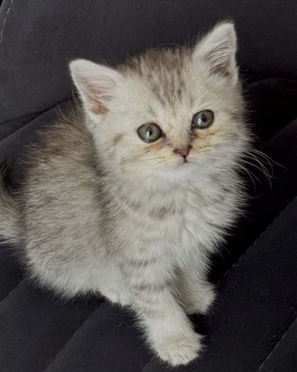 Şinşila dişi 0516539466 — Pişiklər, Masazır (2)