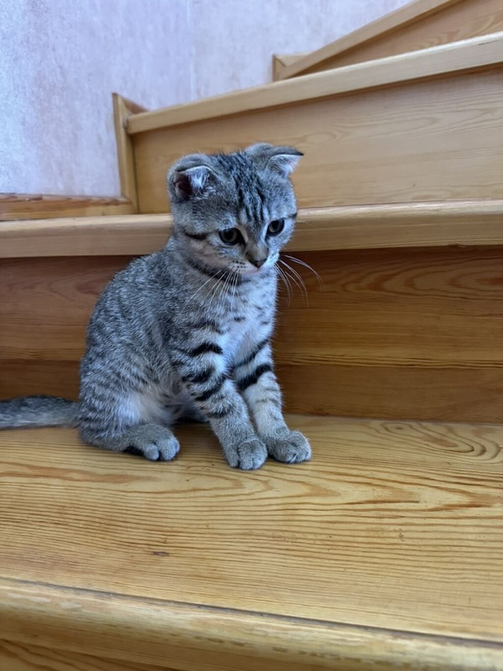Şotland yastı qulaq, Erkək, Ünvandan götürmə