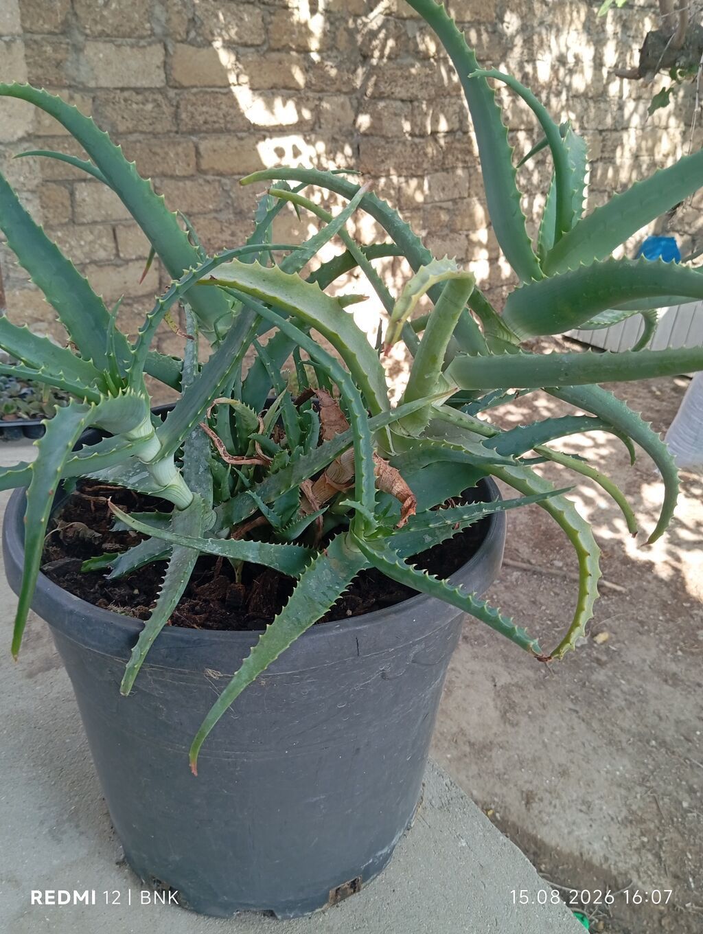 Aloe vera (sukkulent) – iri plastik dibçəklə birlikdə - Bitki: Aloe