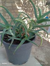 Aloe vera (sukkulent) – iri plastik dibçəklə birlikdə - Bitki: Aloe — Tural — Bitkilər