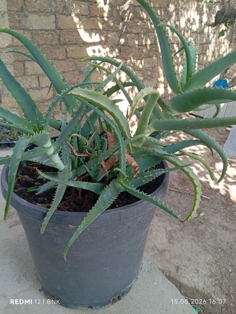 Aloe vera (sukkulent) – iri plastik dibçəklə birlikdə - Bitki: Aloe