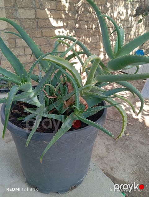 Aloe vera (sukkulent) – iri plastik dibçəklə birlikdə - Bitki: Aloe