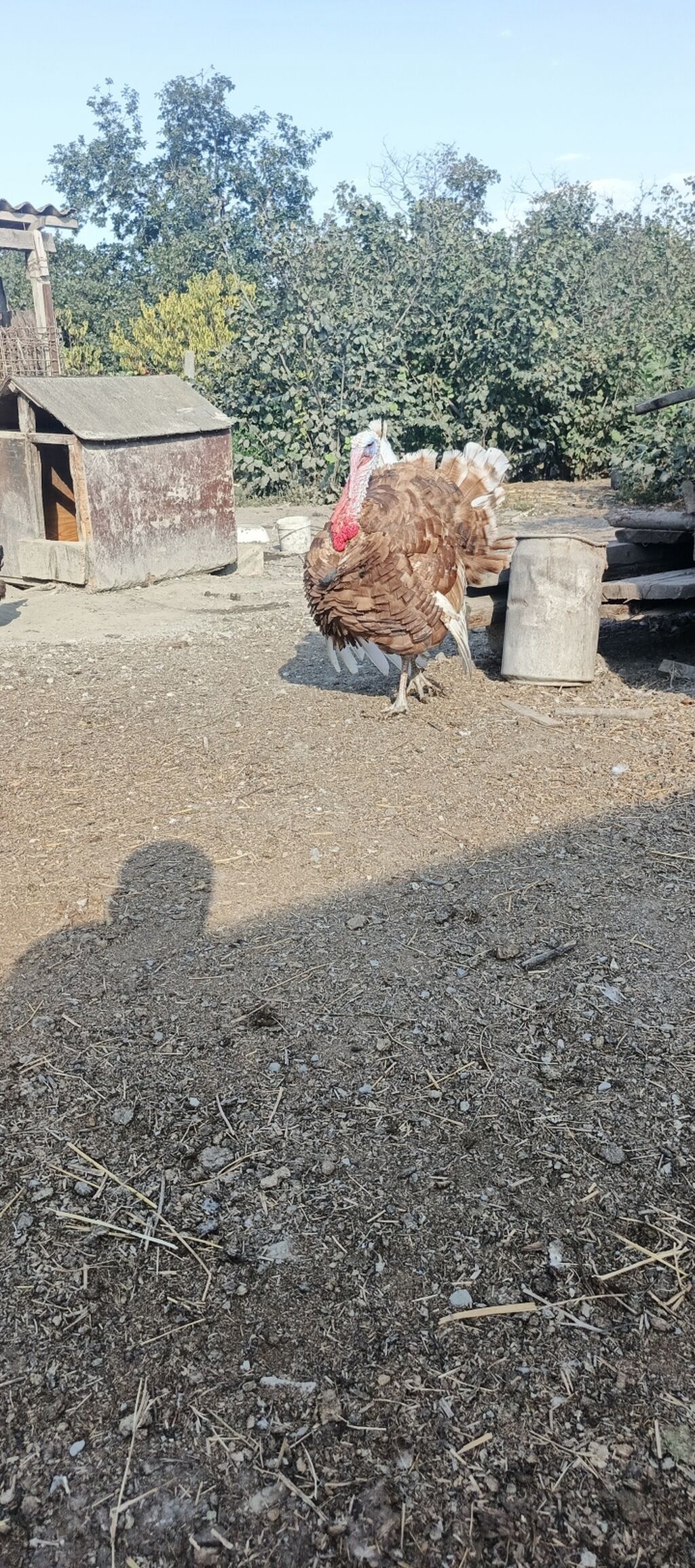 3 ay 10 gunluk hinduska balalari satilir . Yerli cins deyil. Red — Heyvanlar, Xaçmaz (4)