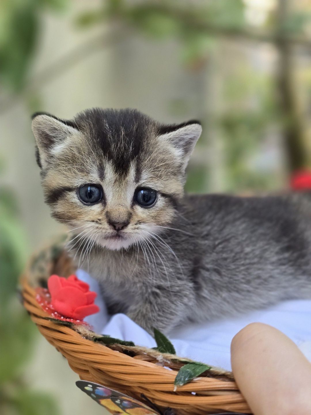 Britan pişik balası — Pişiklər, Bakı (10)