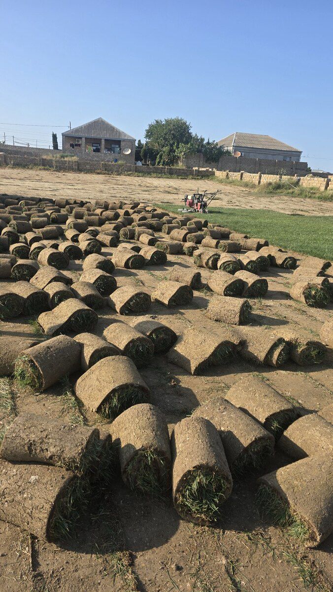 Qazon — Bitkilər, Bakı (9)