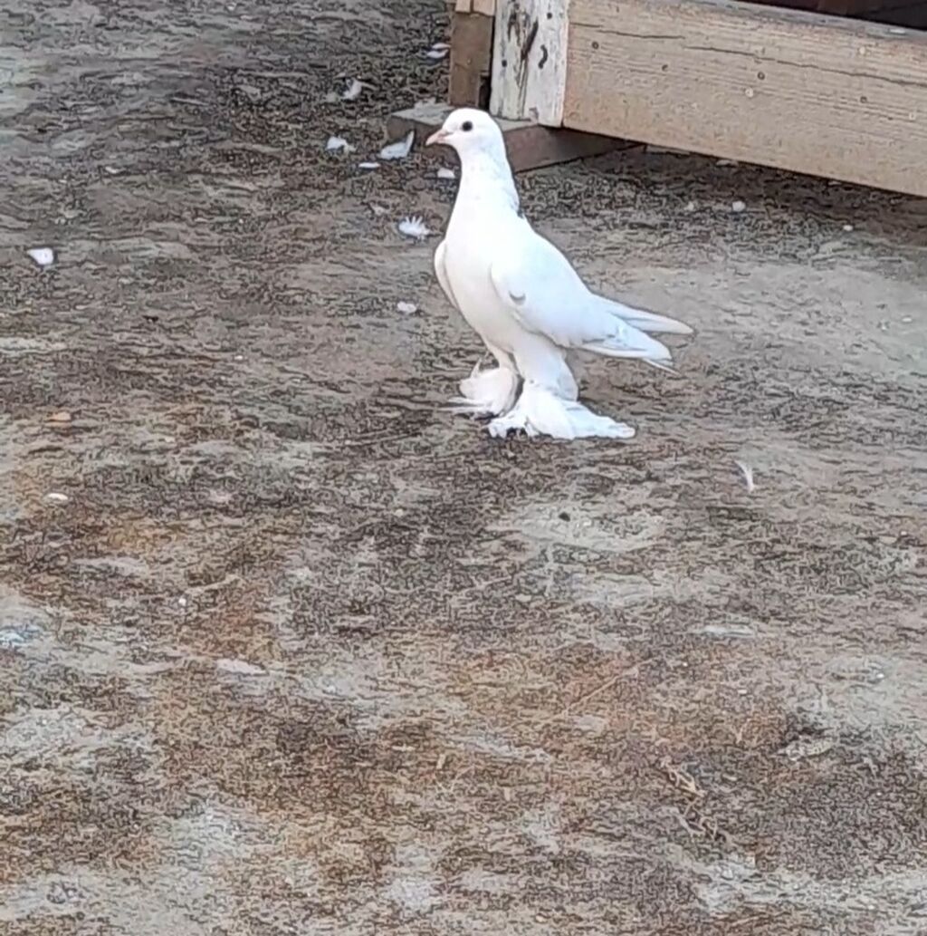 Leleyli orta 2 tuk goy quyrugdu war kimidi oynag tutulmadi qanadi — Quşlar, Bakı (5)