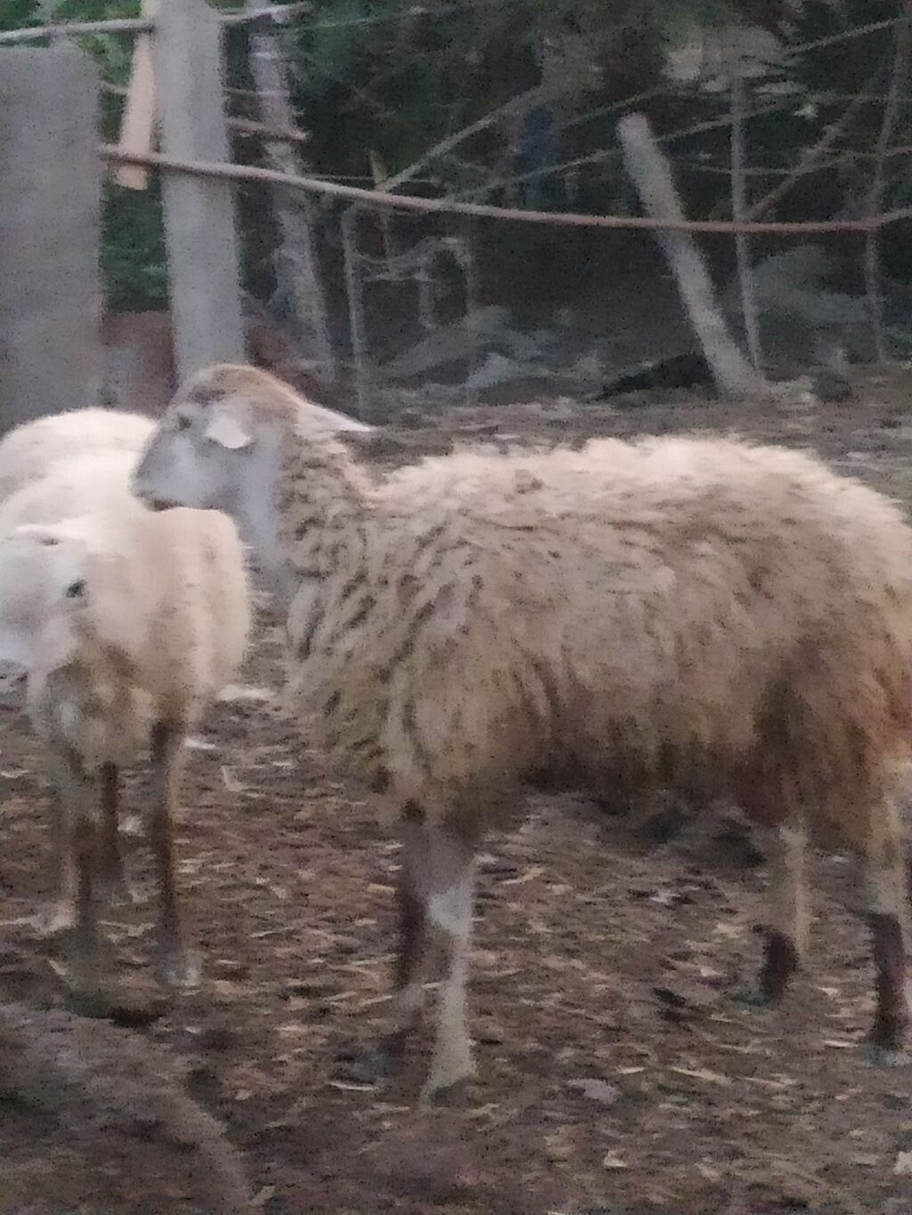Quzuçuynlu qoyun - Növ: yerli qoyun (quzuçuynlu, asılmış quyruqlu