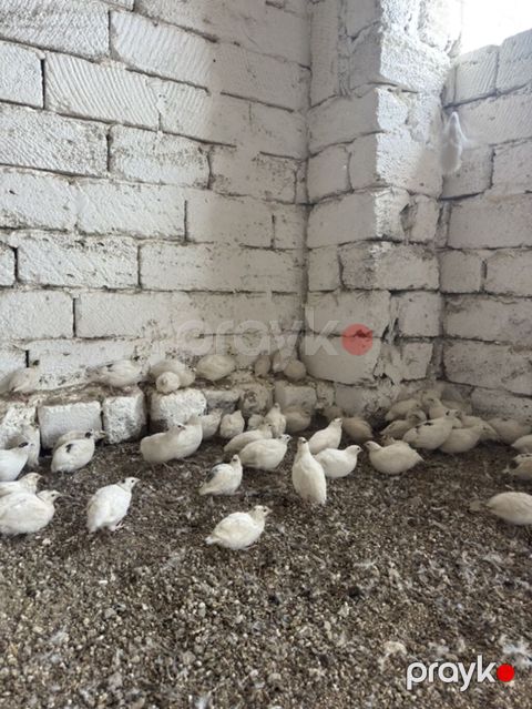 Ağ rəngli bildirçin sürüsü - Növ: yumurtalıq və ətlik istiqamətli ağ