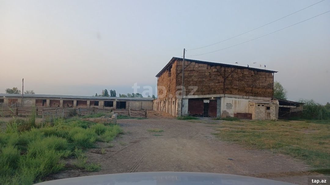 6500 sot torpaq sahəsi, Sabirabad r. — Torpaq, Sabirabad (12)