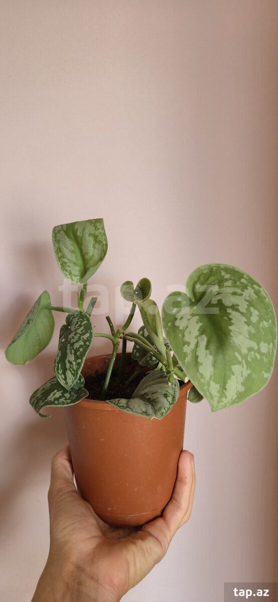 Scindapsus exotica — Bitkilər, Sumqayıt (2)