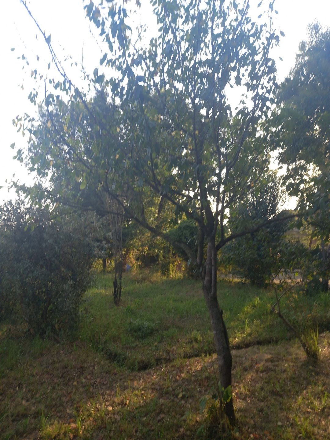 14 sot torpaq sahəsi, Lənkəran ş. — Torpaq, Lənkəran (3)