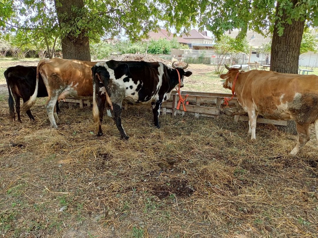 İnəklər — Heyvanlar, Xaçmaz (7)