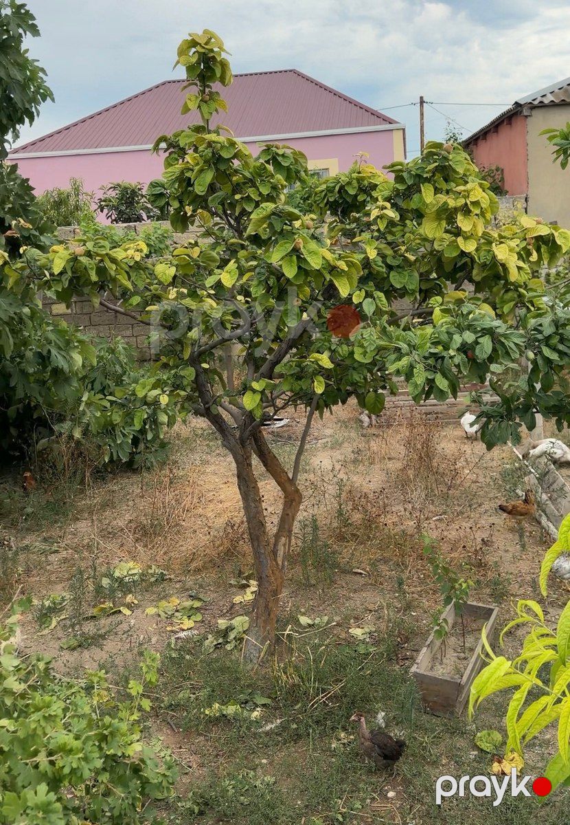2 sot torpaq sahəsi, Binə qəs. — Torpaq, Bakı (2)