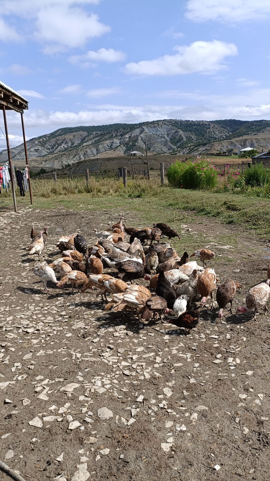 Məhsul: Təbii şəraitdə bəslənən hind quşları (Türki) - Açıq otlaqda