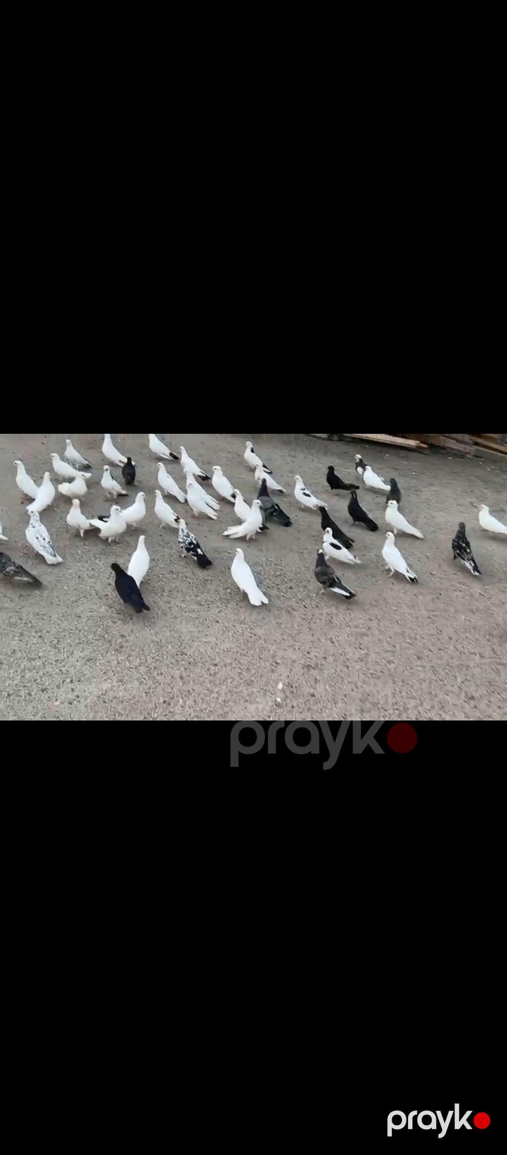 Təmiz sağlam heyvanlardi əsl damazlıq vatçap aktivdir — Quşlar, Digah (3)