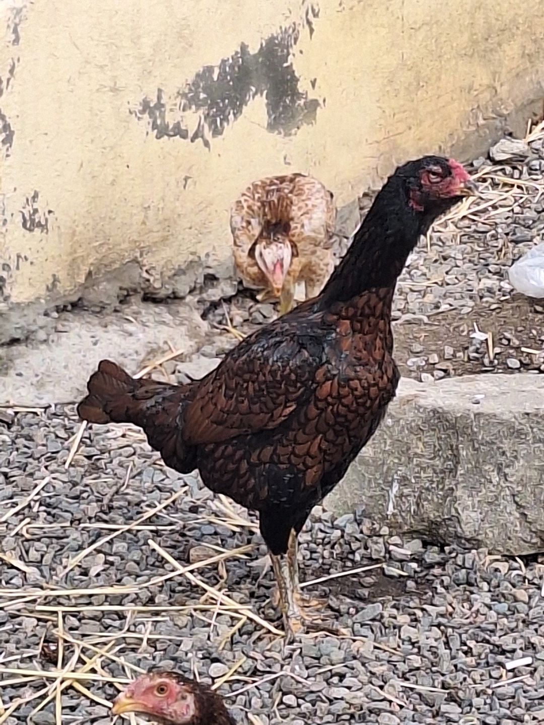 Heyratı fərəsi — Quşlar, Gəncə (2)