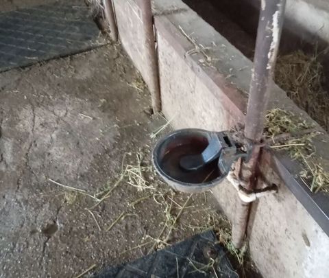8 ededir 2 nci əl Maldarlıq üçün avtomatik içmə qabı (samanlıq/ferma