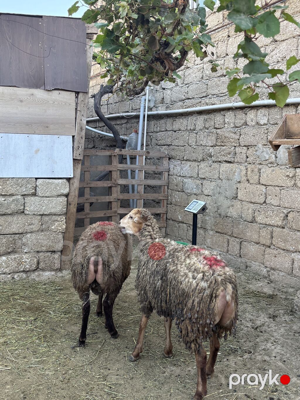 Quzu, Erkək, ay: 8, 30 kq, Ətlik, Ünvandan götürmə — Heyvanlar, Digah (2)