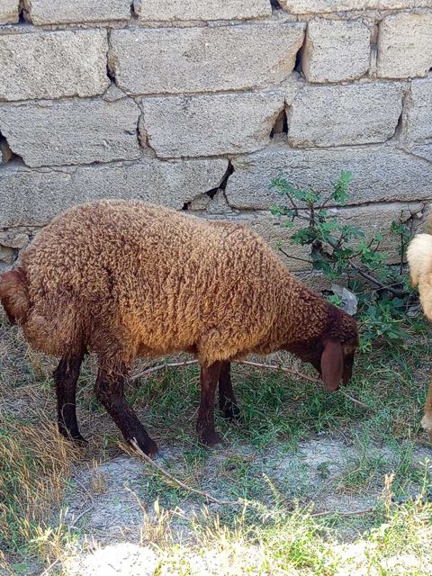 4 aylıq dişi quzu — Bakı