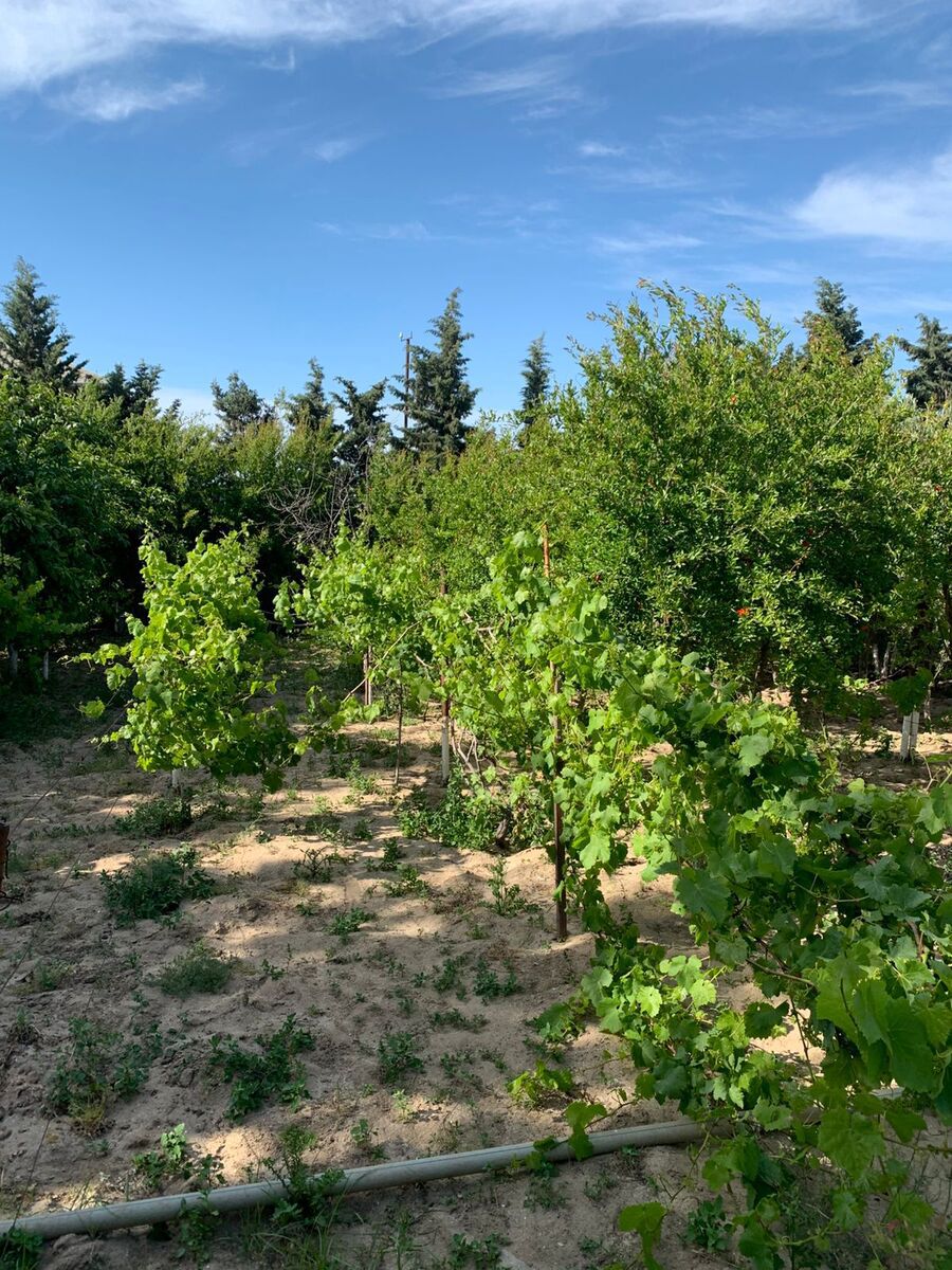 Satılır torpaq 12 sot — Torpaq, Bakı (3)