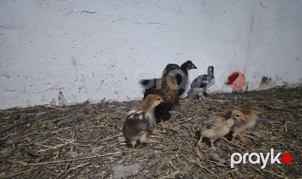 Toyuq cücələri satılır — Toyuq və xoruz, Xaçmaz (3)