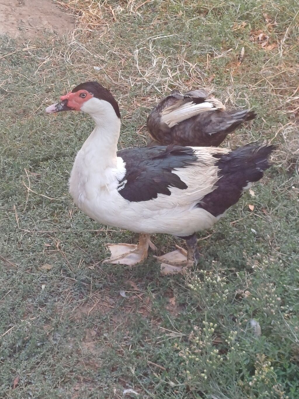 Muscovy ördəyi (indoutka) – qara-ağ rəngli - Cins: Muscovy (hind