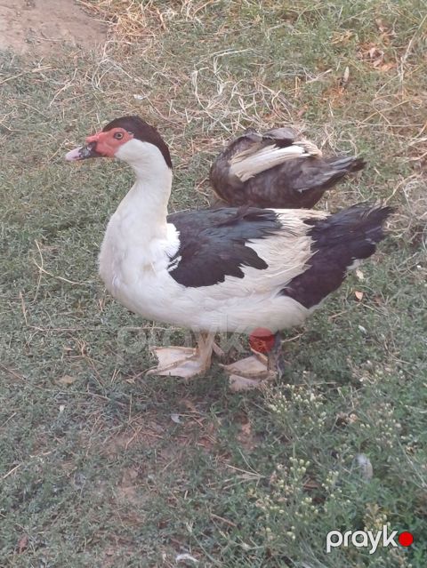 Muscovy ördəyi (indoutka) – qara-ağ rəngli - Cins: Muscovy (hind