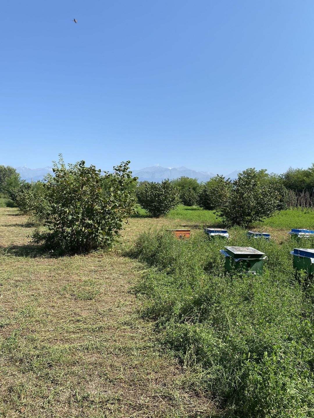 74 sot torpaq sahəsi, Oğuz r. — Torpaq, Oğuz (5)