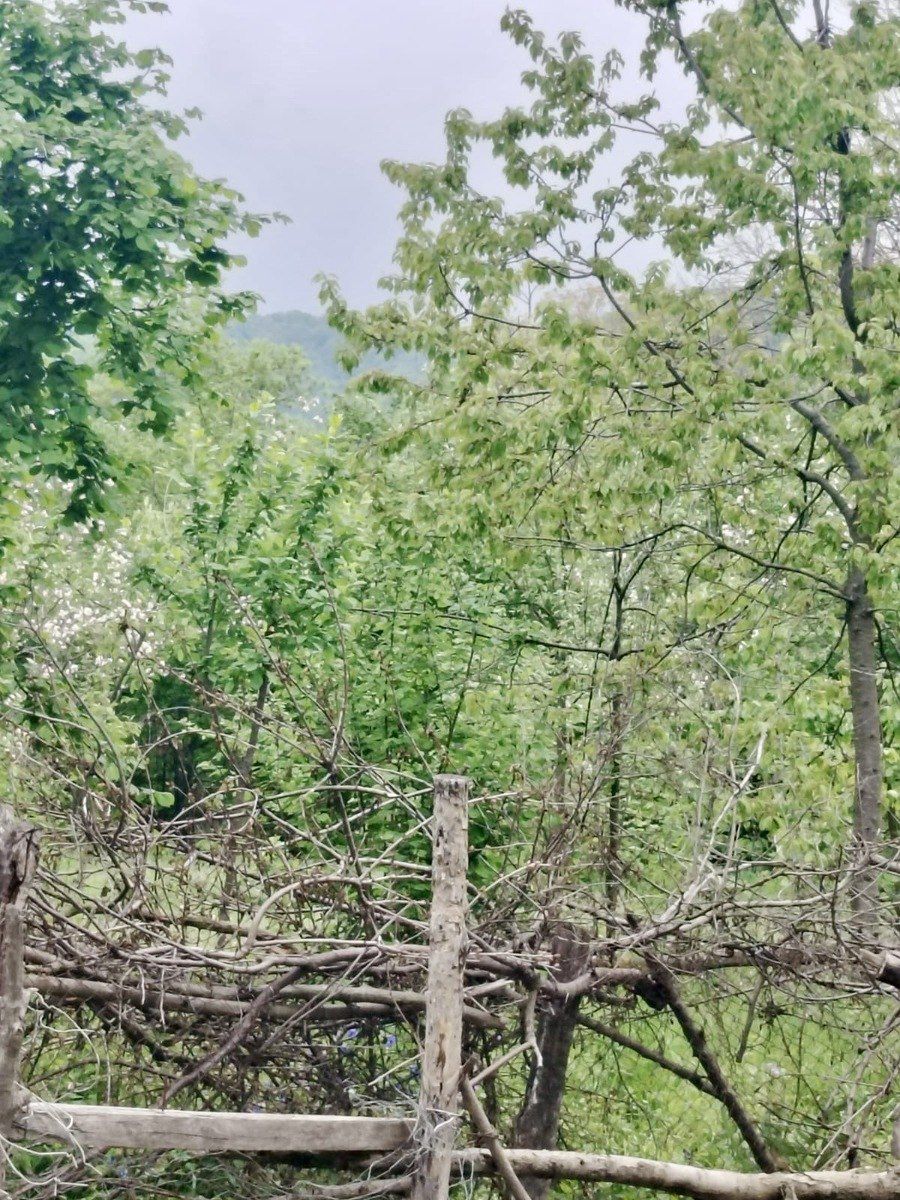 8 sot torpaq sahəsi, Qəbələ r. — Torpaq, Qəbələ (5)