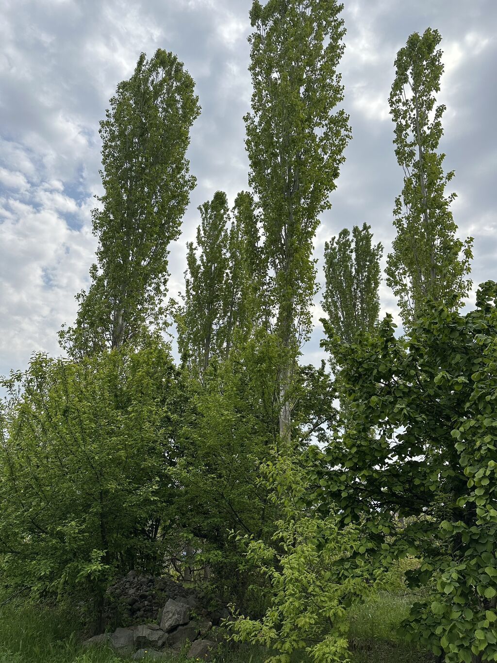 32 sot, Tikinti, Mülkiyyətçi, Kupça (Çıxarış) — Torpaq, Gəncə (4)