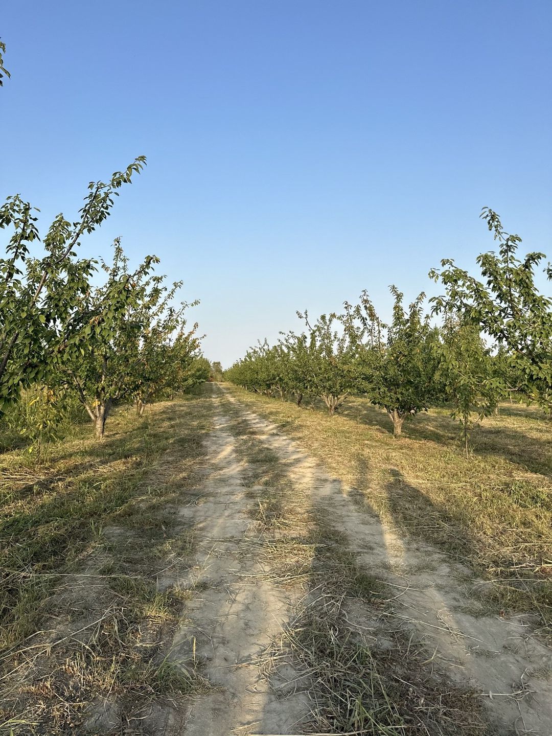 Satılır torpaq 200 sot — Torpaq, Xaçmaz (10)