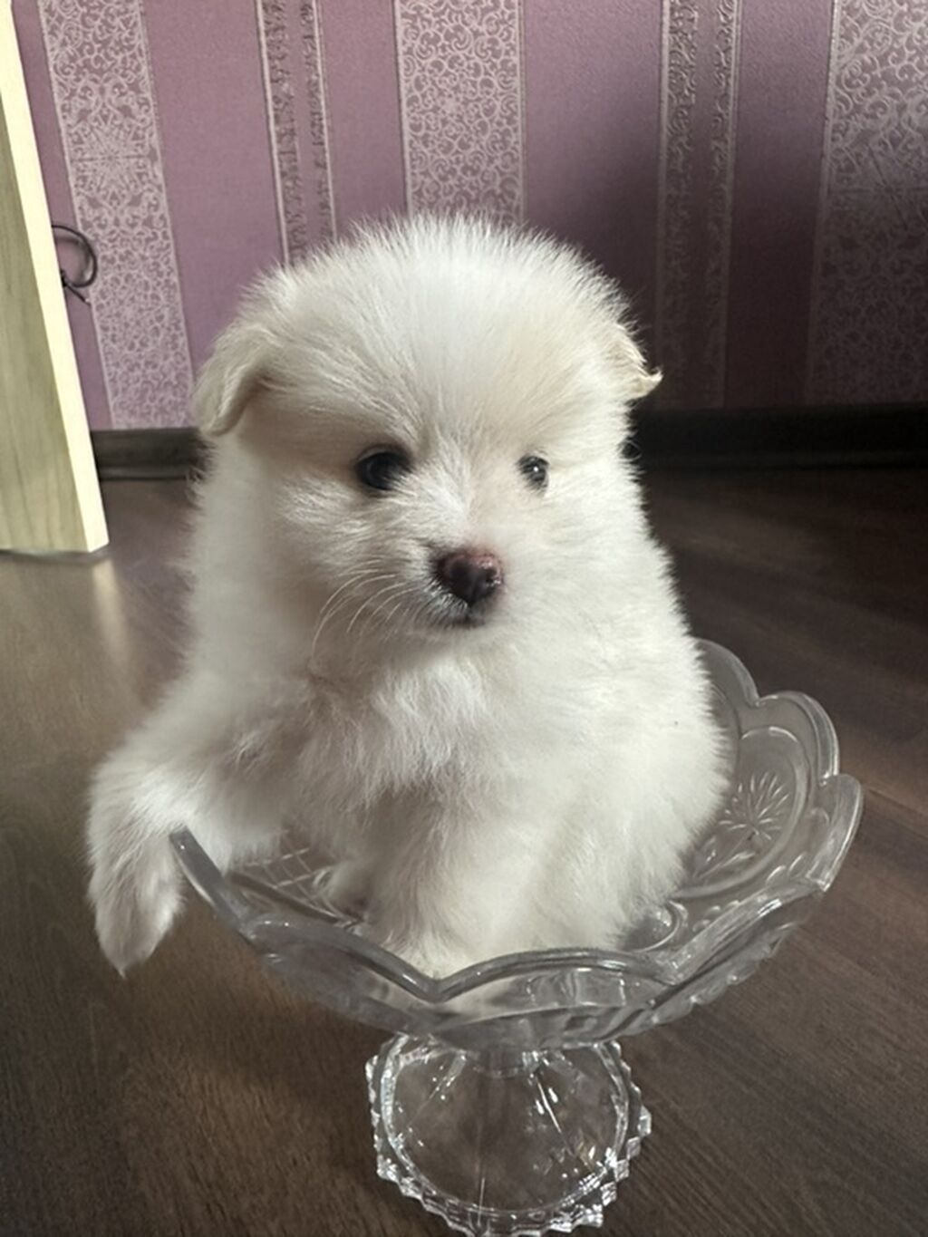 Şpitz, 1 ay, Erkək — Heyvanlar, Gəncə (2)