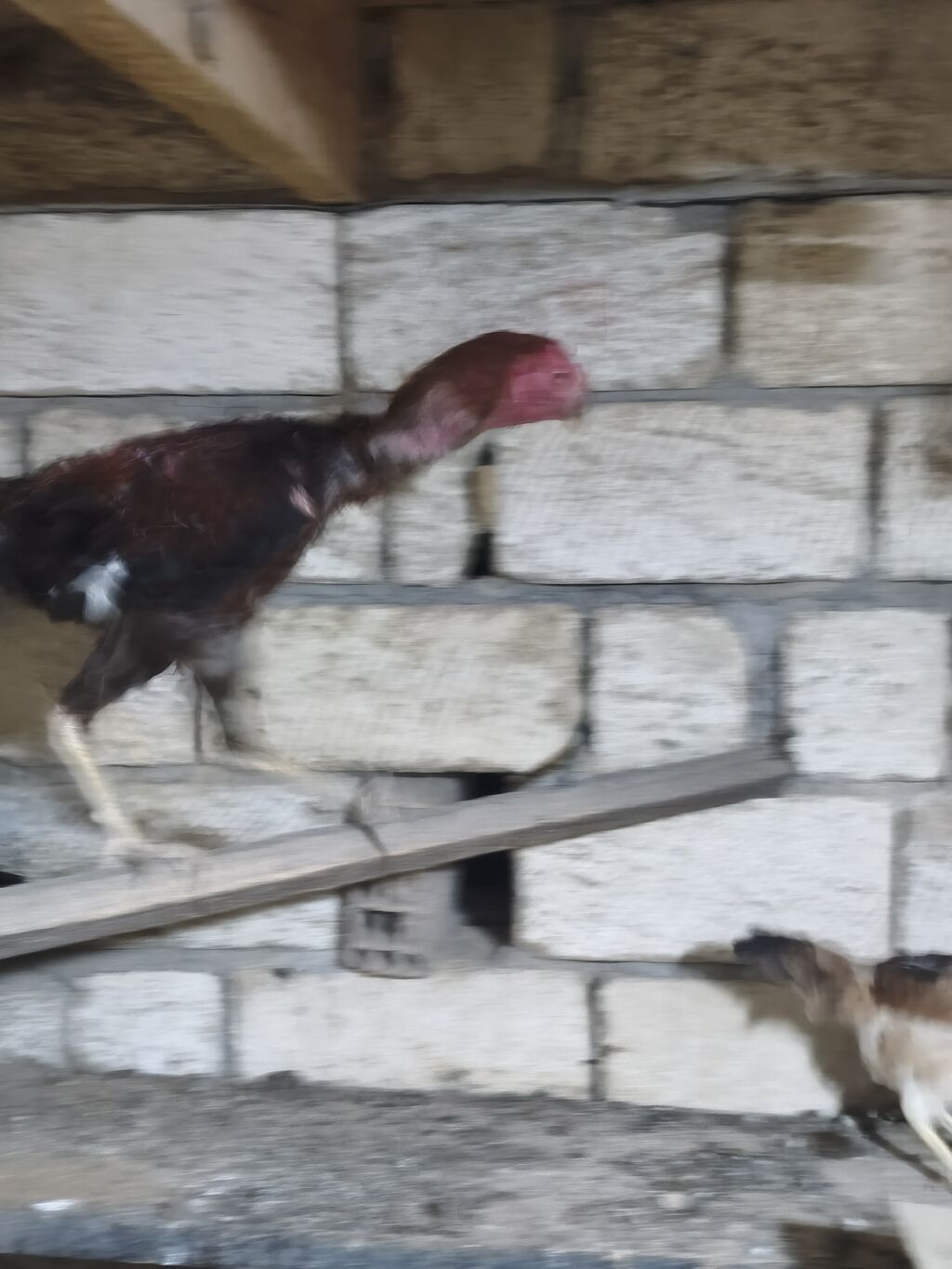 Toyuq cücələri, Damazlıq — Heyvanlar, Masazır (4)