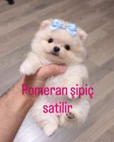 Померанский шпиц — Мелания мират