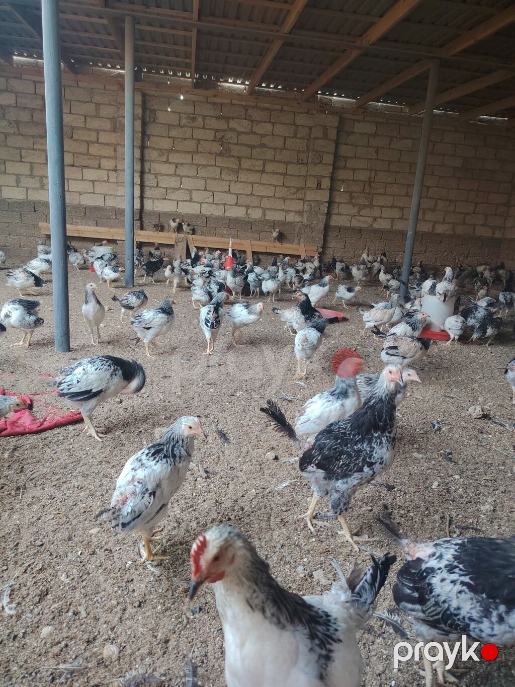 Toyuq cücələri, Damazlıq — Toyuq və xoruz, Digah (4)