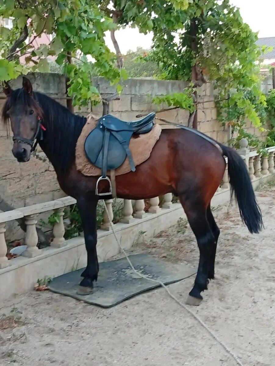 At — Atlar, Bakı (2)