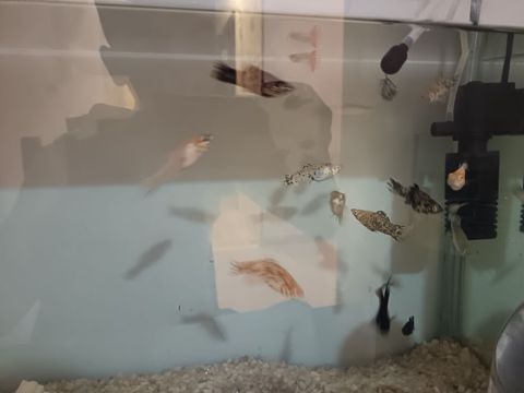 Quppi, Sülhsevər