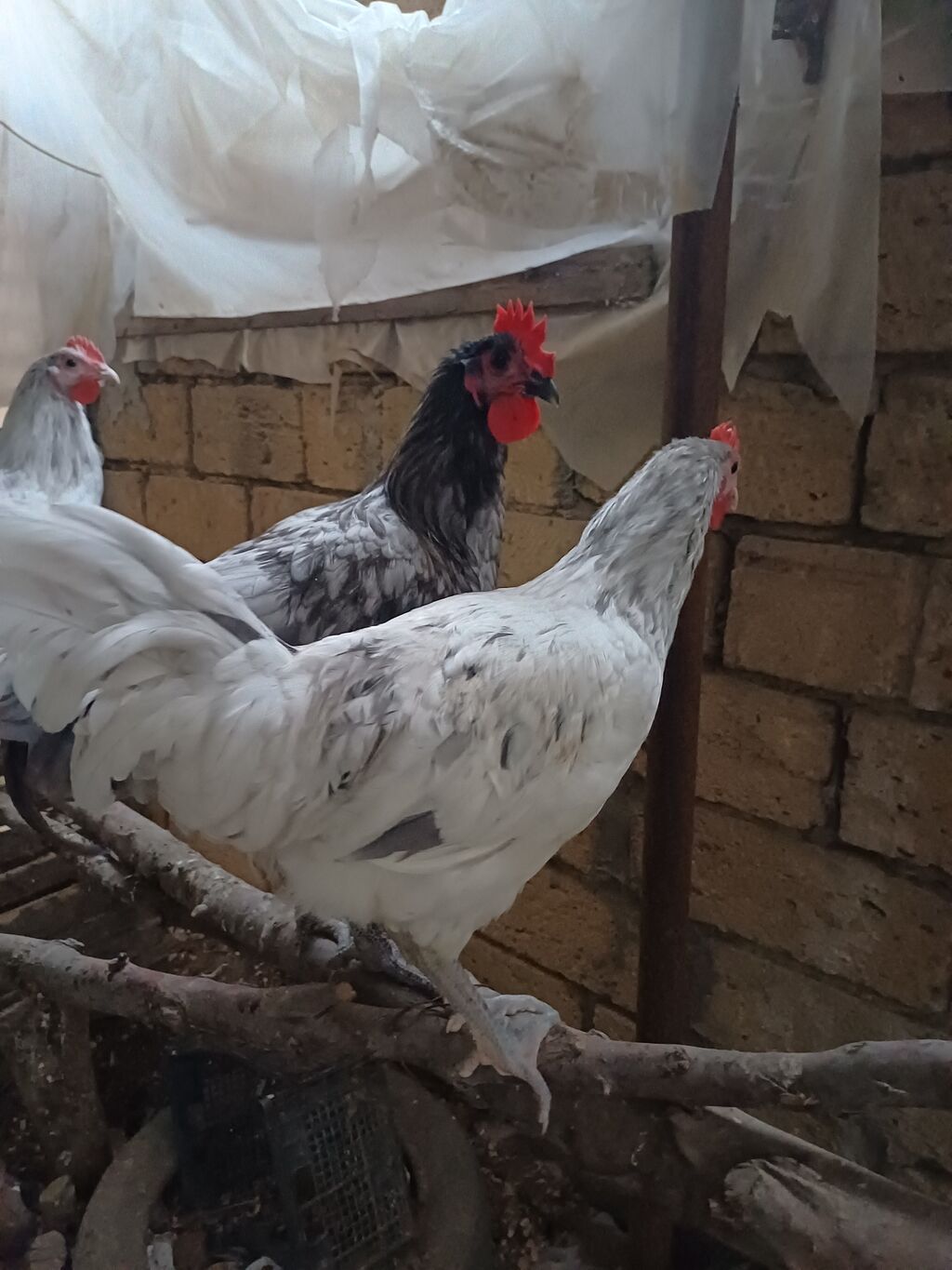Toyuq, Damazlıq — Heyvanlar, Novxanı (2)