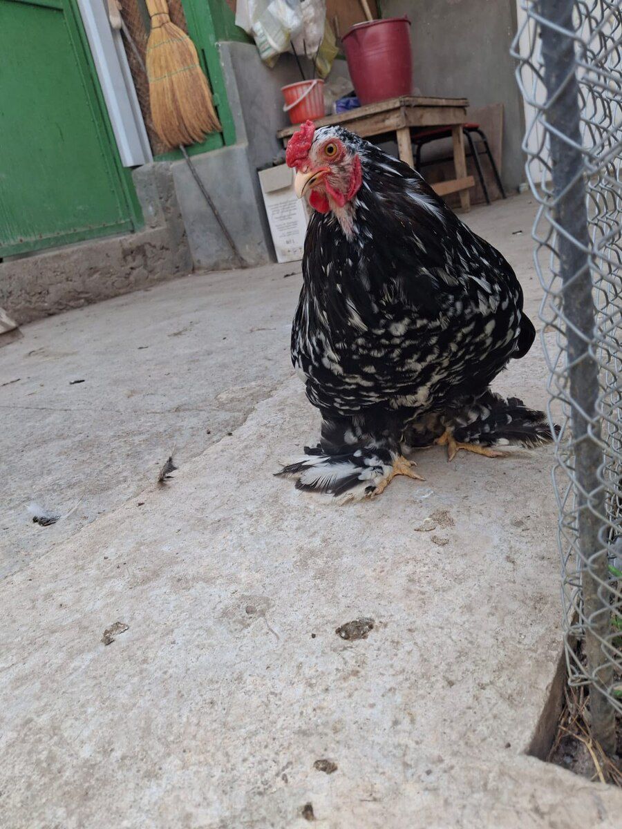 Mottled Koxin xoruzu — Quşlar, Gəncə (5)