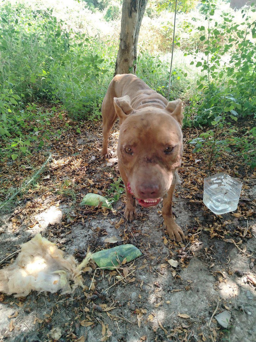 Pit Bull Terrier — Heyvanlar, Ağdaş (2)