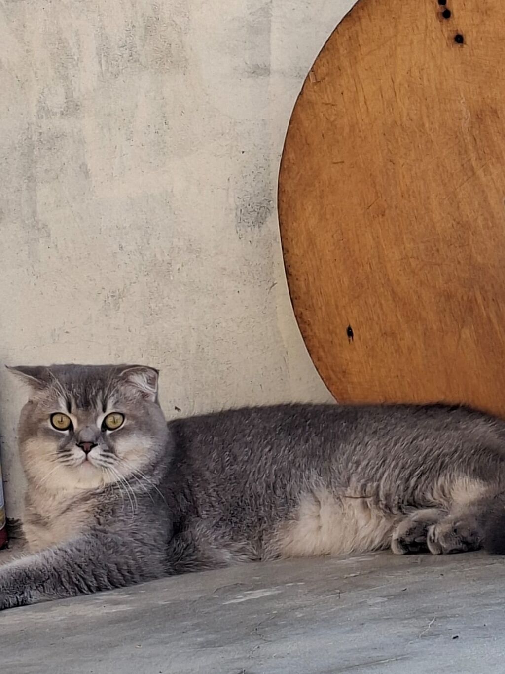 Şotland yastı qulaq, Erkək, Yaxşı əllərə, Ödənişli çatdırılma — Pişiklər, Xırdalan (4)