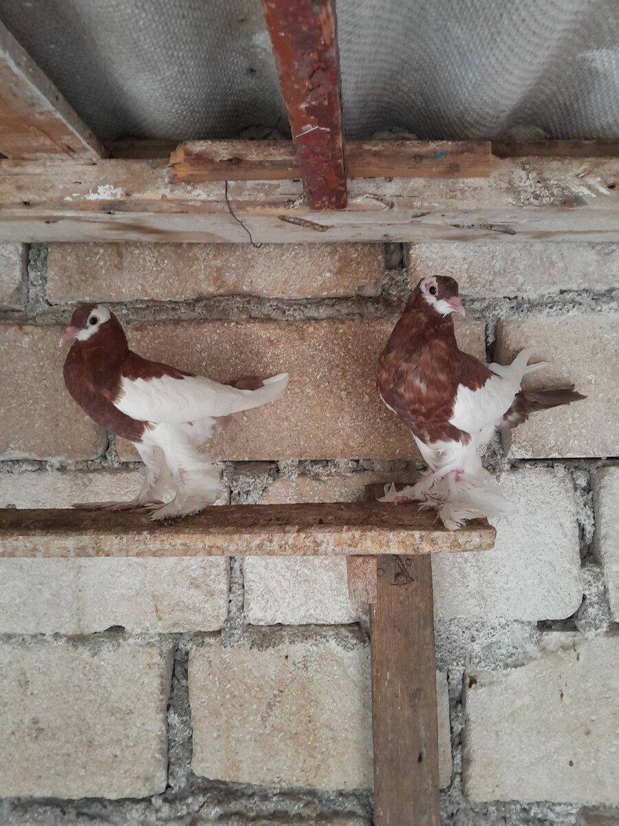 Göyərçin — Quşlar, Bərdə (3)