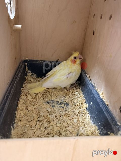Nymph paraketləri (Cockatiel) – sarı və boz rəng variantları — Sumqayıt