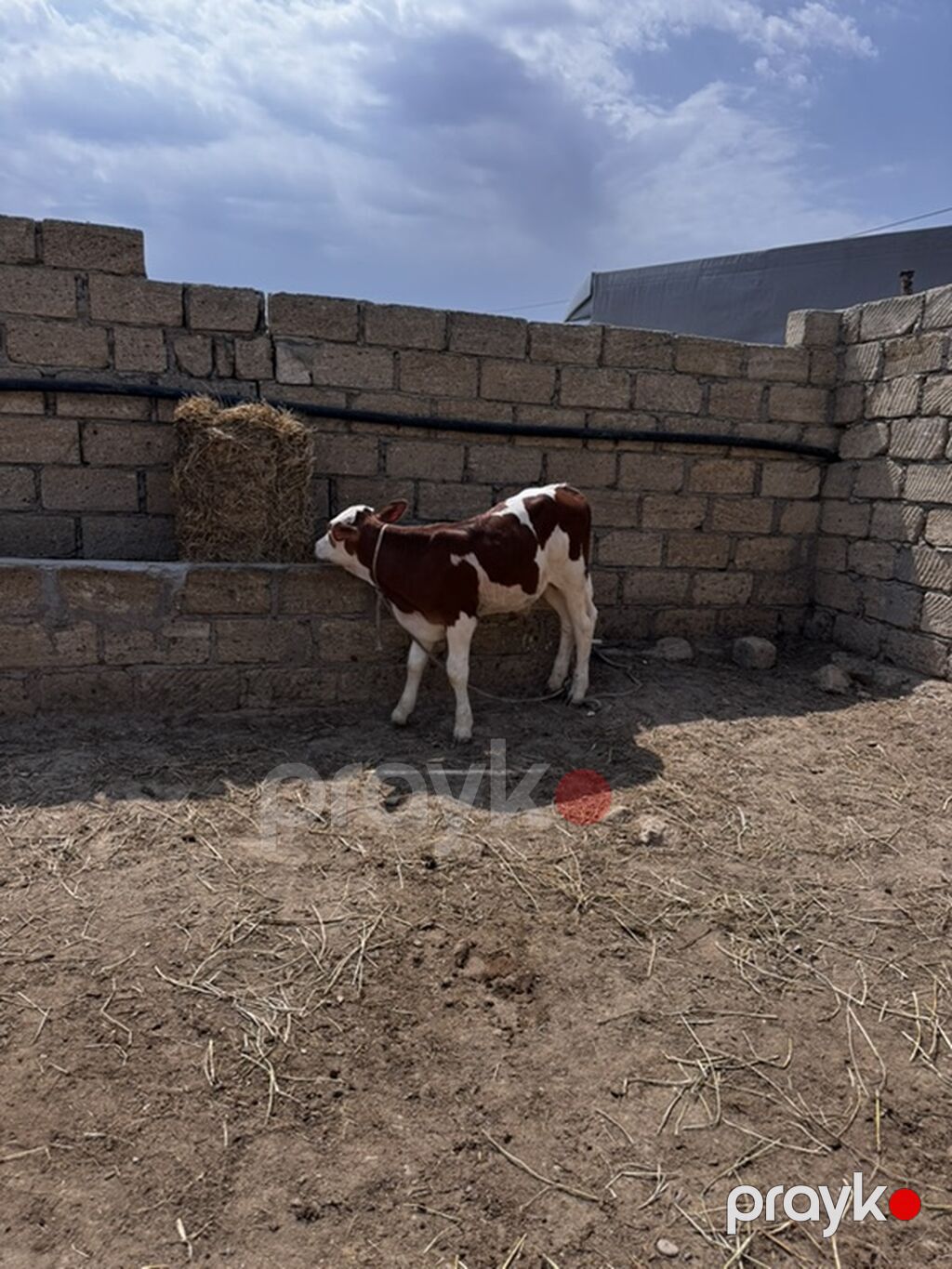 Dana, buzov, Erkək, Simental, ay: 2, Damazlıq, Ətlik — Heyvanlar, Sumqayıt (3)