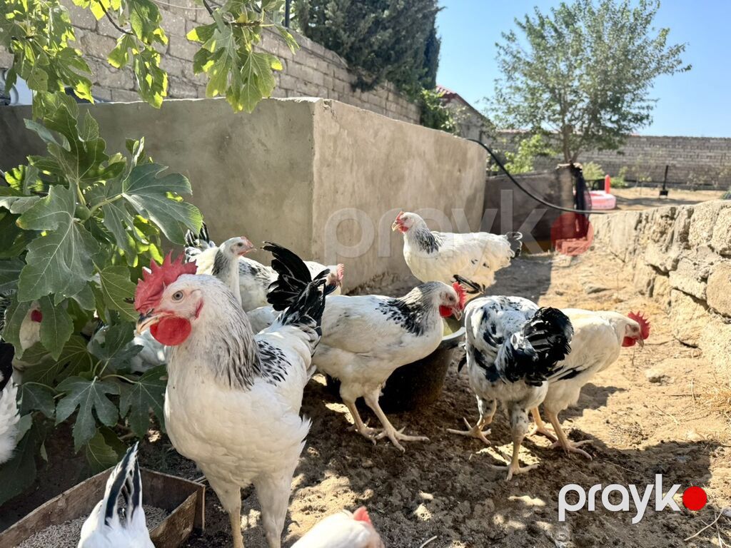 5 Ay Yarımlıq Xoruzlar. 30 Ədəd 5 Ay 10 Günlük Fərələr. Fərələr — Heyvanlar, Digah (10)