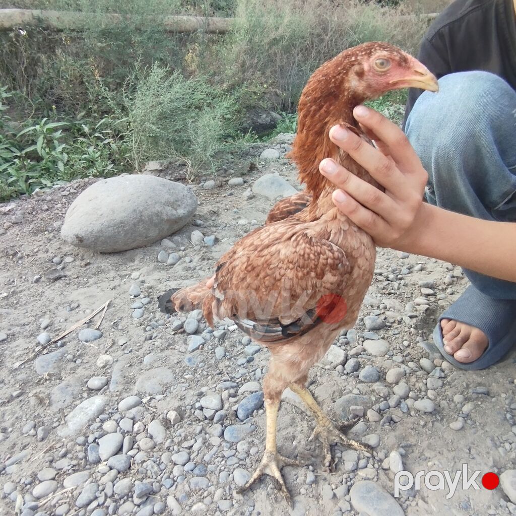 Qartal cinsi heyrəti fərəsi — 4,5 aylıq, sağlam — Toyuq və xoruz, Göytəpə (2)