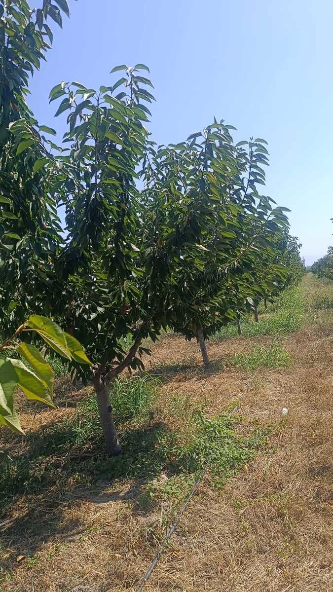 436 sot torpaq sahəsi, Quba r. — Torpaq, Quba (4)